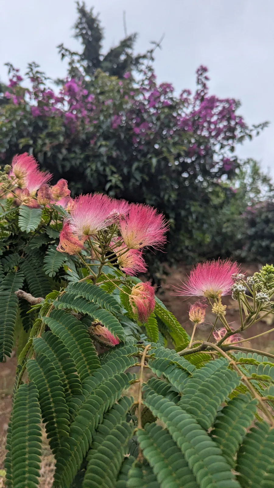 Розовые соцветия альбиции ленкоранской (Albizia julibrissin) крупным планом среди зелёных листьев